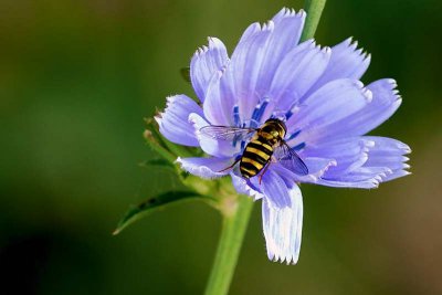 Hover Fly/Chicory_6610