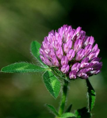 Red Clover_6790