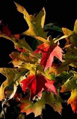 Autumn Oak_6892