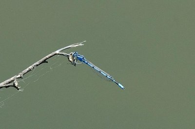 g1/47/928547/3/125450546.v7NsoPfT.jpg