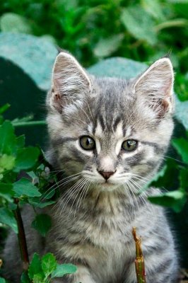 Kitten_12946