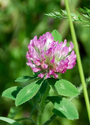 Red Clover_13134