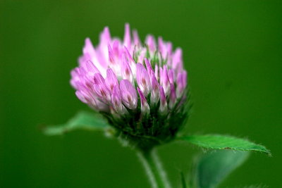 Red Clover_13942