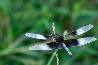 Dragonfly_14057