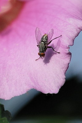 Fly_14185