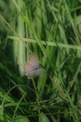 Butterfly_14120-orton