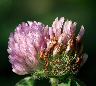 Red Clover_14524