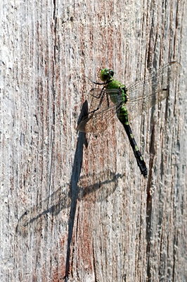 Dragonfly_14581