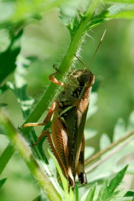 Grasshopper_14553