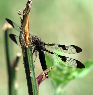 Dragonfly_14254.jpg