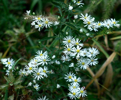 Little Daisies_15554