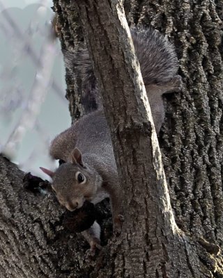 Gray Squirrel-16286