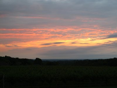 Sunset over Pinot Noir Vineyard