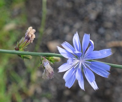 Wild Chicory