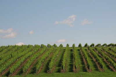 Rows and Rows of Future Wine!