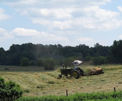 hay-cutting.JPG