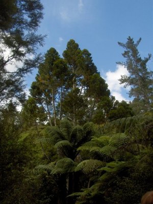 Forest in The Coromandel