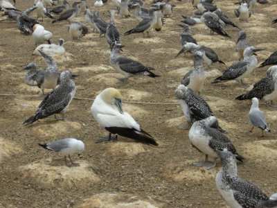 Gannets in Cape Kidnappers