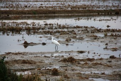 Delta de lEbre