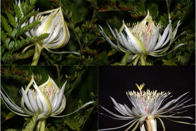 The night blooming cereus unfolds in its swan song.