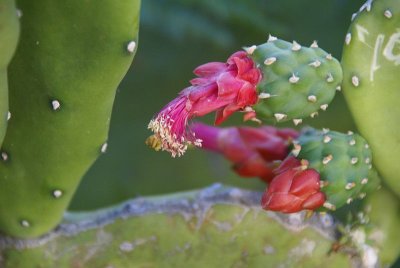 Red cactus flower at Diamond Head Park