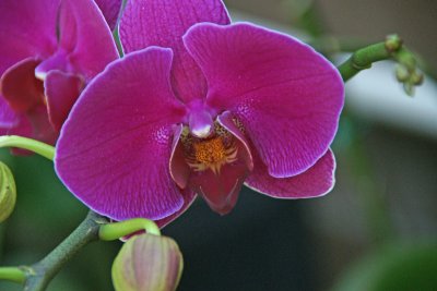 Purple Phaleonopsis