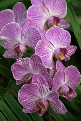 Striped Phaleonopsis