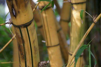 Bamboo foreground