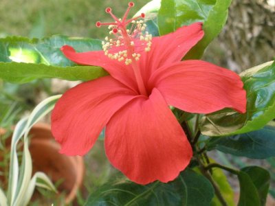 Native red Hibiscus, (Kokio ula) Hibiscus clayi