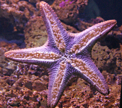 Star Fish