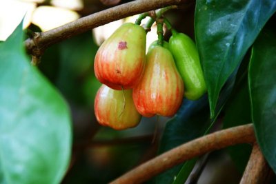 Indigenous Mountain Apple (Syzygium malaccense)