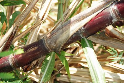 Sugar cane (Saccharrm officinarum)