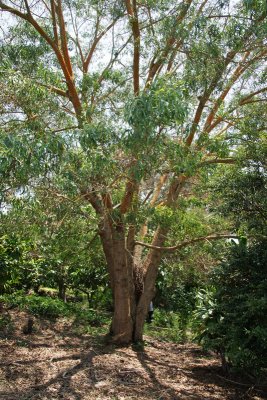 Koa tree (Acacia koa)