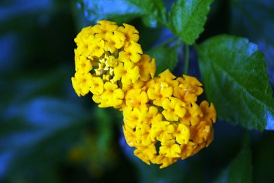 Yellow Lantana