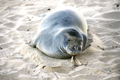 Hawaiian Monk Seal on Kaalawai Beach