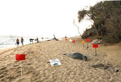 Hawaiian Monk Seal taking a snooze at Ka'alawai Beach