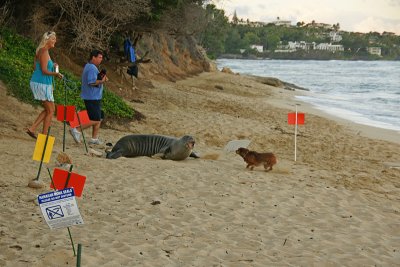 Hawaiian Monk Seal on Kaalawai Beach