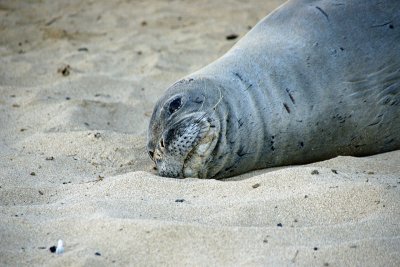Hawaiian Monk Seal on Ka'alawai Beach