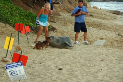 Hawaiian Monk Seal on Ka'alawai Beach
