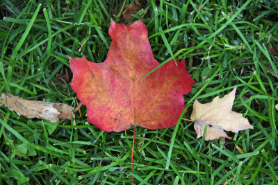 The fallen leaves