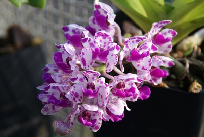 Orchid (Rhyn. Gigantea)