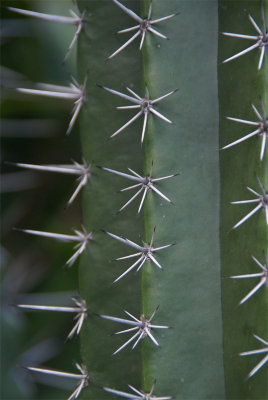 Cacti thorns all in a row