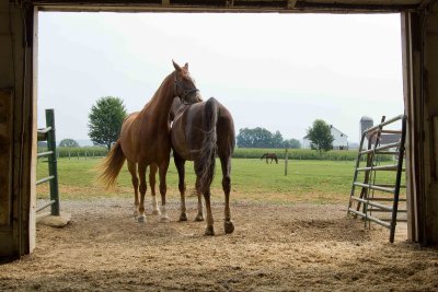 Amish' horses / Chevaux d'Amish