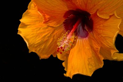 Sun-lit Flower / Fleur sous le soleil