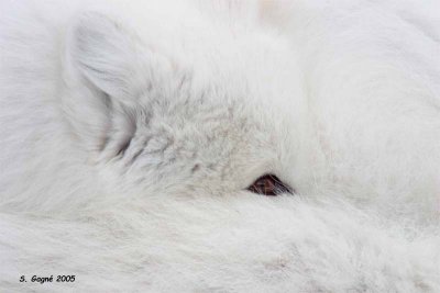 Arctic Fox, a close-up / Gros plan dun renard arctique