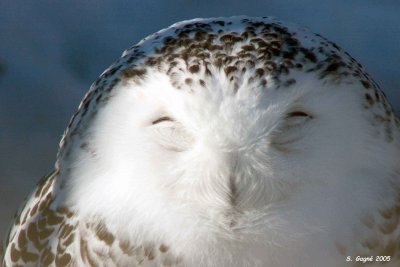 Snowy Owl / Harfang des neiges