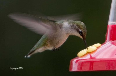 Ruby-throated Hummingbird feeding / Colibri  gorge rubis  l'abreuvoir