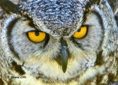 Great-horned Owl / Grand-duc dAmrique