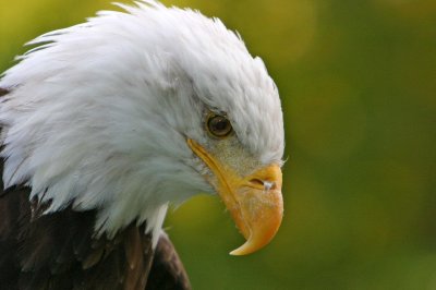 Bald Eagle / Pygargue  tte blanche