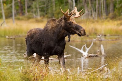 A bull moose at Stump Pond / Orignal mle  l'tang Stump